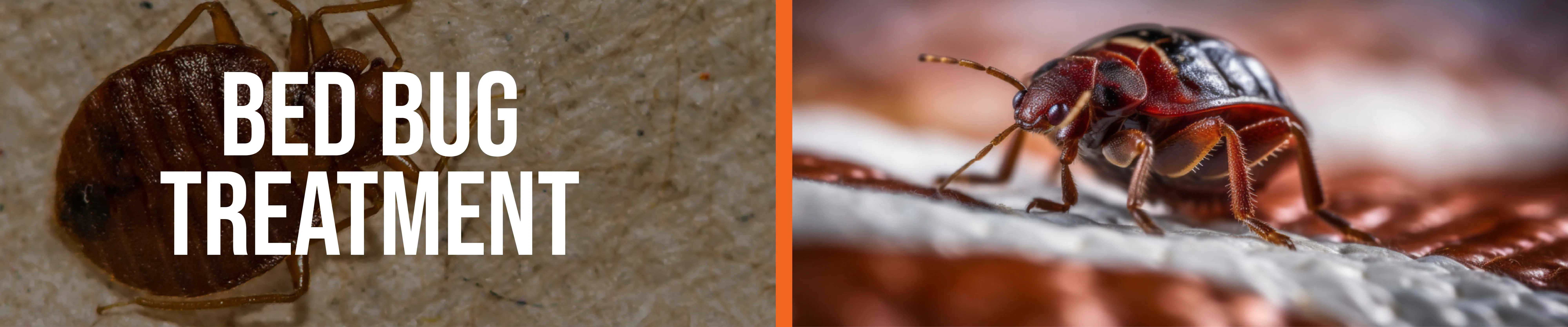 carpet cleaning in the Bronx, carpet cleaning in the Bronx, carpet cleaning the Bronx, carpet cleaners in the Bronx, carpet cleaners in the Bronx, commercial carpet cleaning, commercial carpet cleaning in the Bronx, the Bronx rug cleaners, rug cleaning services in the Bronx, same day carpet cleaning, same day rug cleaning